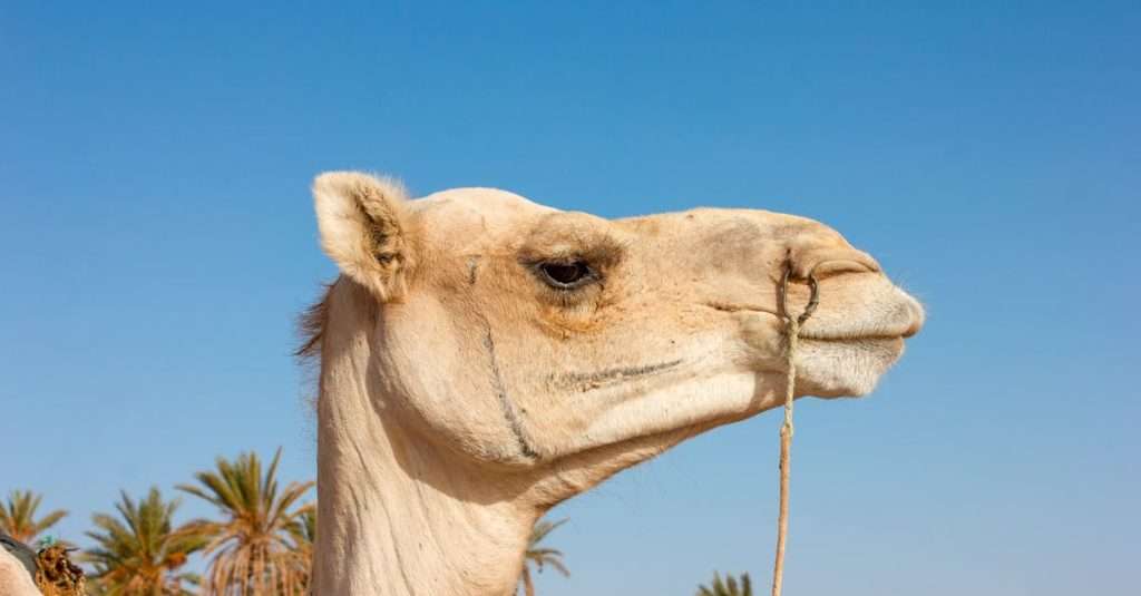 La Tunisie, une destination parmi les 10 sous-estimées au monde découvrez la richesse culturelle et historique de la tunisie, entre ses plages idylliques, ses sites archéologiques fascinants et sa délicieuse cuisine méditerranéenne. explorez des villes vibrantes comme tunis, sousse et carthage tout en vous imprégnant de l'hospitalité tunisienne.