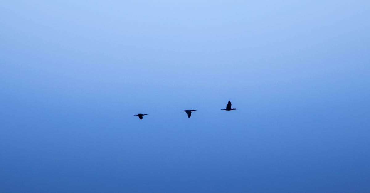 découvrez air algérie, la compagnie aérienne nationale qui relie l'algérie aux quatre coins du monde avec excellence et fiabilité. profitez de tarifs compétitifs, d'un service à bord de qualité et d'un large choix de destinations. réservez dès maintenant pour une expérience de voyage inoubliable.