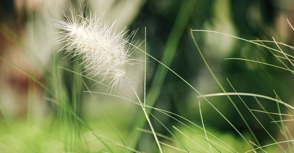 découvrez les effets du vent sur l'environnement et les paysages. apprenez comment le vent façonne notre planète, influence le climat et impacte la faune et la flore. explorez les phénomènes atmosphériques fascinants liés aux vents et leur rôle crucial dans les écosystèmes.