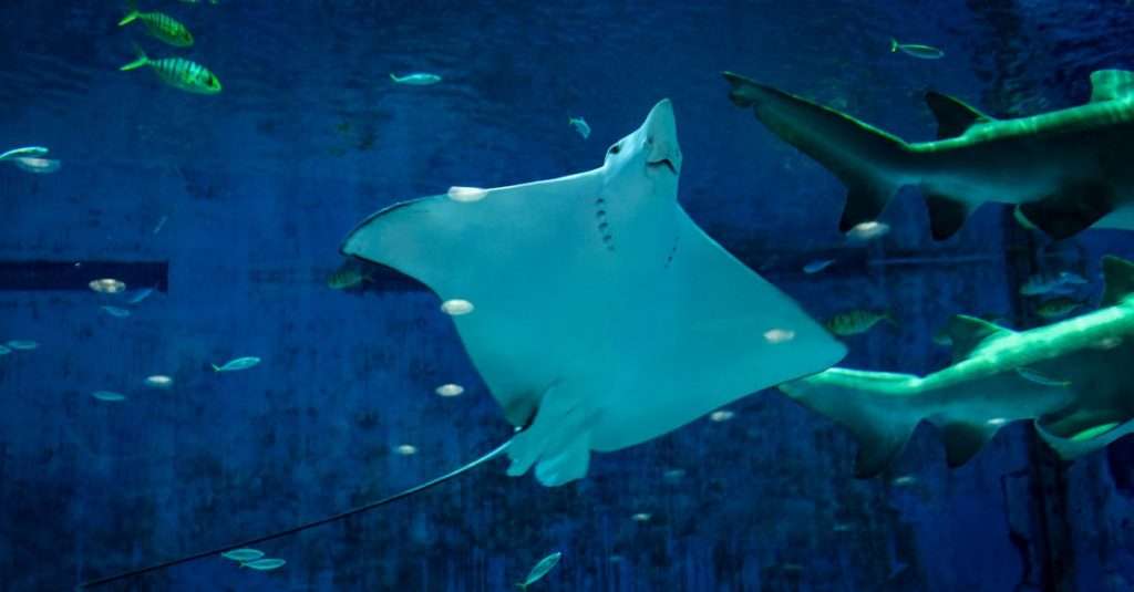 découvrez l'univers fascinant des requins : leurs espèces variées, leur habitat, leur comportement et leur rôle essentiel dans l'écosystème marin. plongez dans la vie de ces créatures majestueuses et apprenez pourquoi leur protection est cruciale pour notre planète.