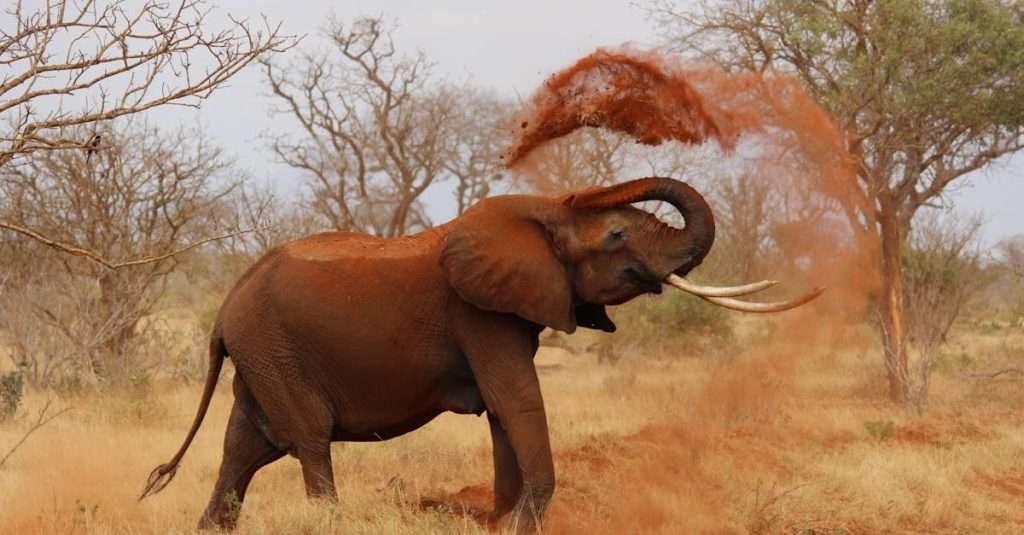 découvrez la richesse et la diversité du continent africain : cultures vibrantes, paysages magnifiques, faune unique et histoires fascinantes. plongez dans l'essence de l'afrique et explorez ses nombreuses merveilles.