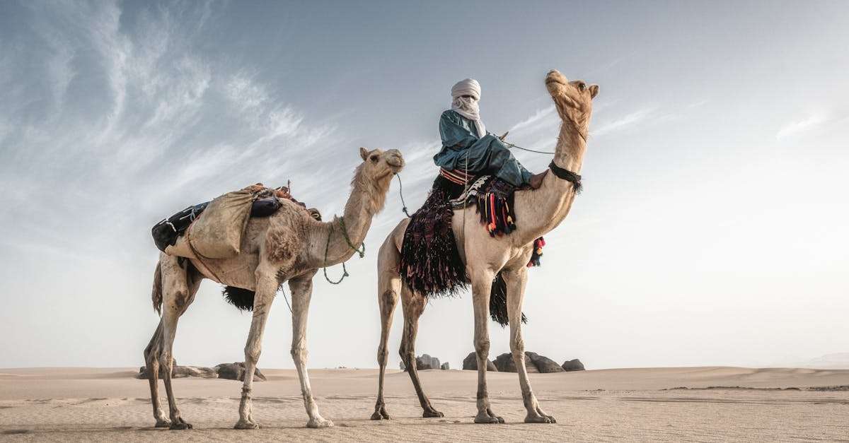 découvrez l'algérie, un pays riche en histoire, culture et paysages époustouflants. explorez ses sites emblématiques, savourez sa cuisine délicieuse et plongez dans la chaleur de son accueil. une aventure inoubliable vous attend au cœur de ce trésor nord-africain.
