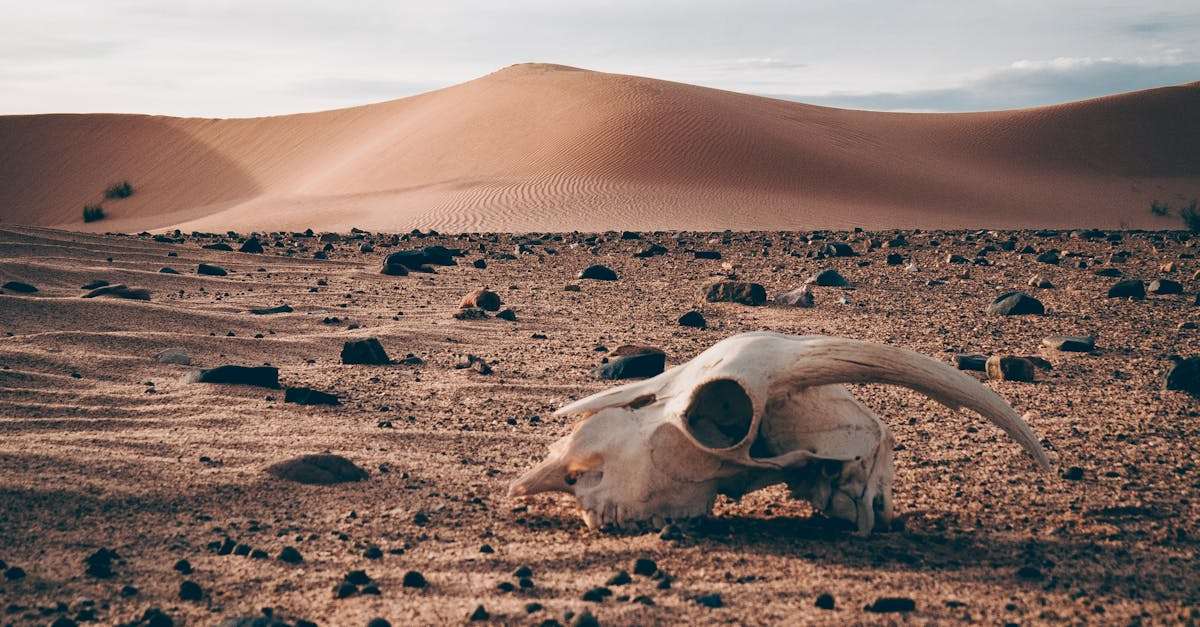 découvrez l'algérie, un pays riche en histoire et en culture, entre des paysages époustouflants, des traditions fascinantes et une cuisine délicieuse. explorez ses villes vibrantes, ses sites archéologiques et ses montagnes majestueuses.