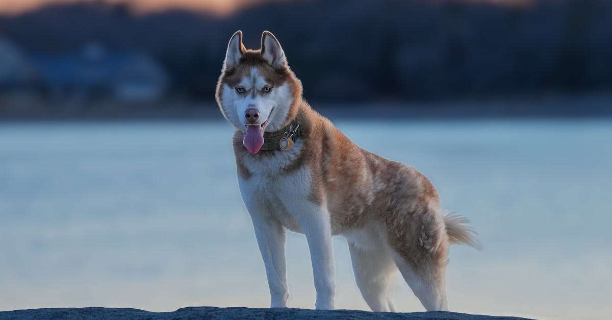 découvrez notre sac de voyage pour chien, conçu pour transporter confortablement votre compagnon à quatre pattes lors de toutes vos aventures. pratique et élégant, il offre suffisamment d'espace pour ses essentiels tout en garantissant un maximum de confort. emportez votre fidèle ami partout avec style !