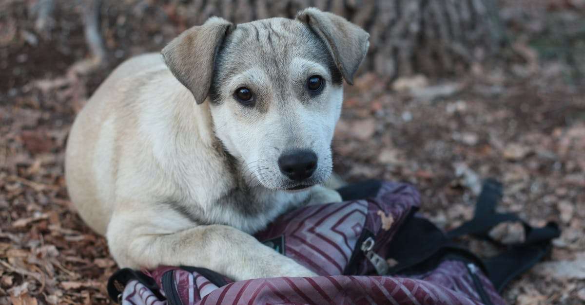 découvrez notre sac de voyage pour chien, spécialement conçu pour les aventures en plein air avec votre compagnon à quatre pattes. pratique et ergonomique, il offre un espace parfait pour transporter tous les essentiels de votre animal, tout en garantissant confort et sécurité durant vos déplacements.