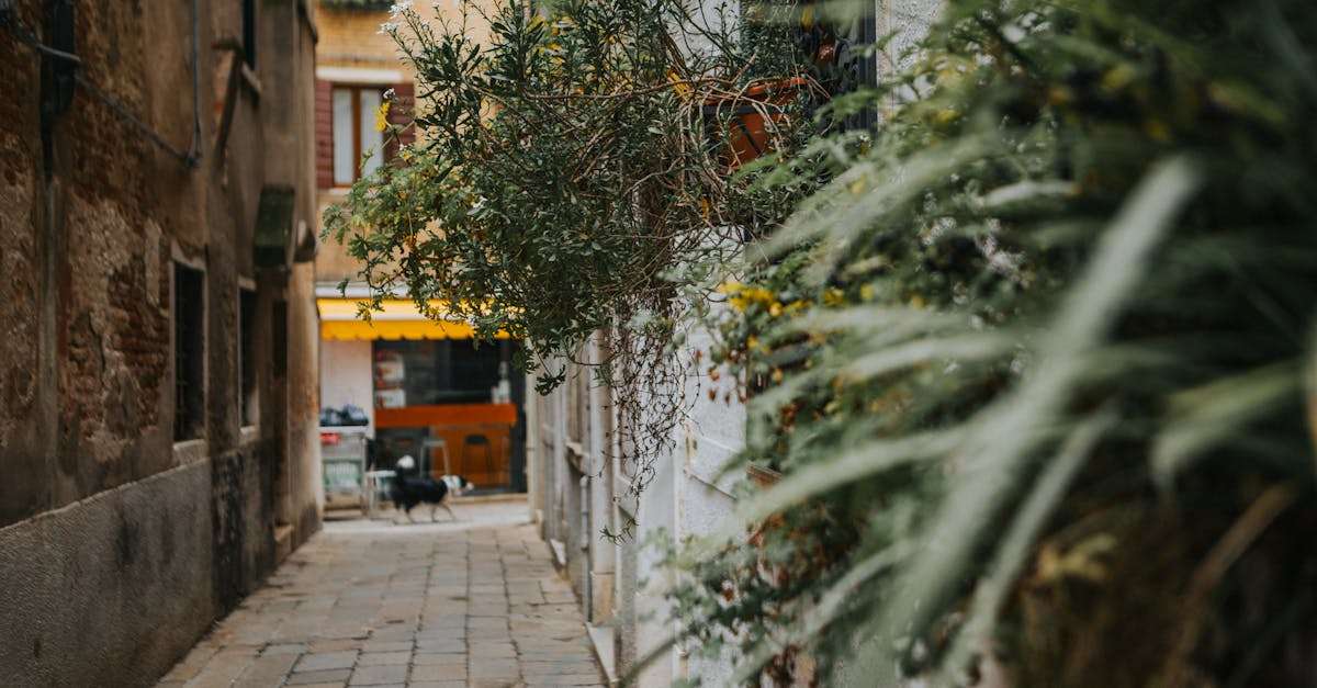 découvrez la magie des trésors cachés : des lieux, des expériences et des moments inoubliables qui n'attendent qu'à être explorés. plongez dans l'inconnu et laissez-vous surprendre par la beauté des joyaux méconnus qui embellissent notre monde.