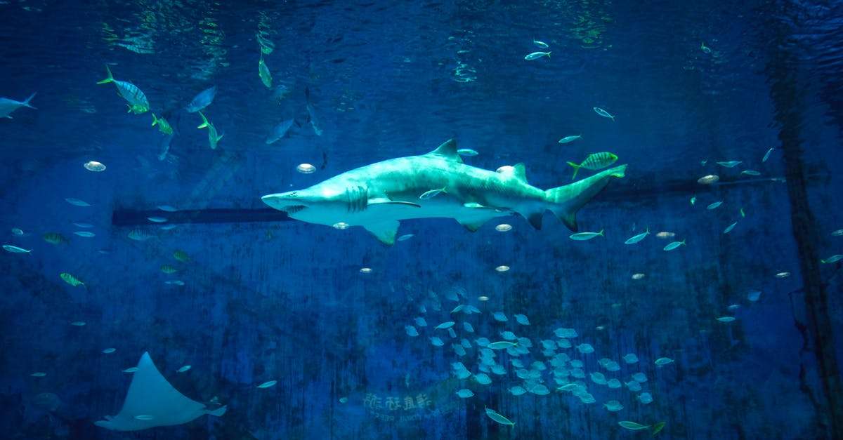 découvrez l'univers fascinant des requins, ces prédateurs marins majestueux qui peuplent nos océans. apprenez-en davantage sur leurs caractéristiques, leur comportement et leur rôle essentiel dans l'écosystème marin. plongez dans l'aventure et explorez les différentes espèces de requins, leur habitat et les efforts de conservation pour protéger ces créatures extraordinaires.