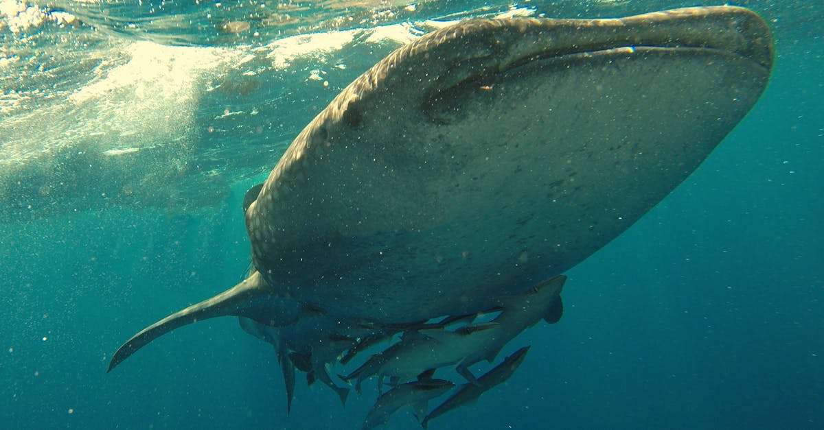 découvrez l'univers fascinant des requins, ces majestueuses créatures marines. apprenez tout sur leurs comportements, leur habitat, et leur rôle essentiel dans l'écosystème marin. plongez au cœur de la vie des requins et explorez leur diversité et leurs caractéristiques uniques.