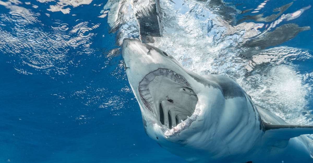 découvrez l'univers fascinant des requins : de leurs comportements marins étonnants à leur rôle essentiel dans l'écosystème, plongez au cœur de ces prédateurs majestueux et apprenez à les protéger.