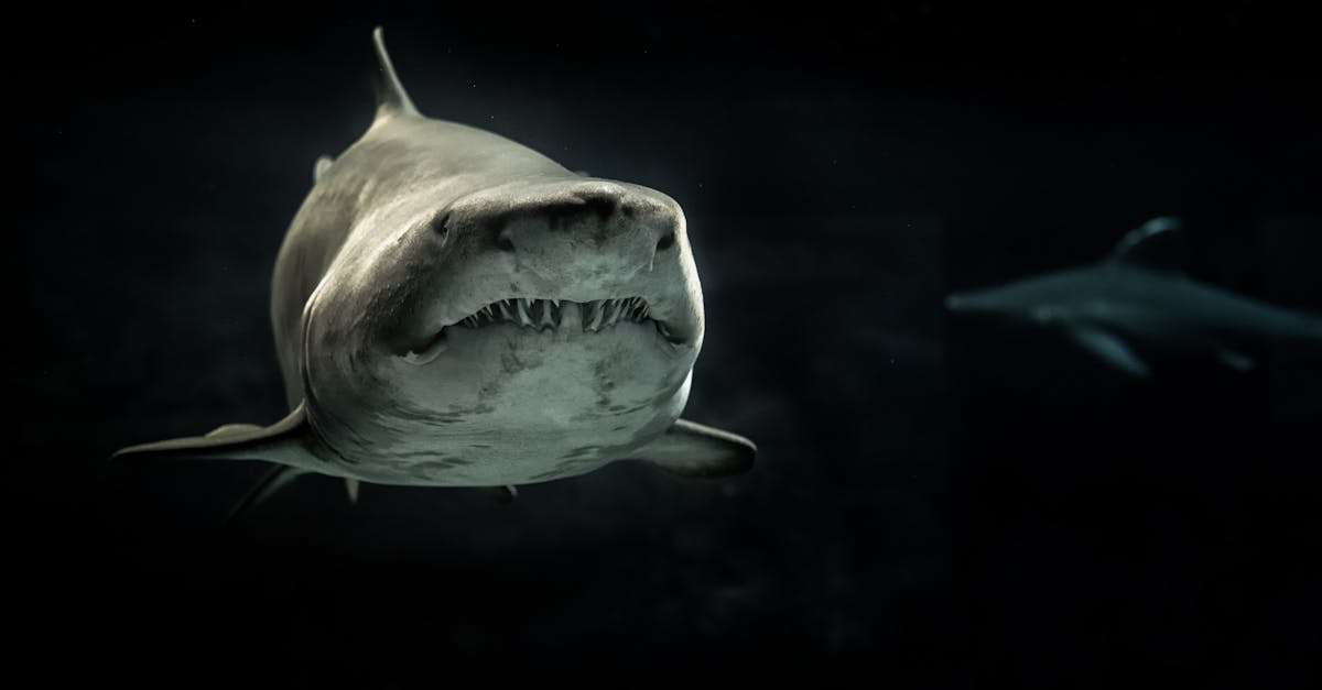 découvrez l'univers fascinant des requins : leur biologie, leur habitat, leur comportement et leur protection. apprenez à mieux comprendre ces créatures marines majestueuses et leur rôle essentiel dans l'écosystème océanique.