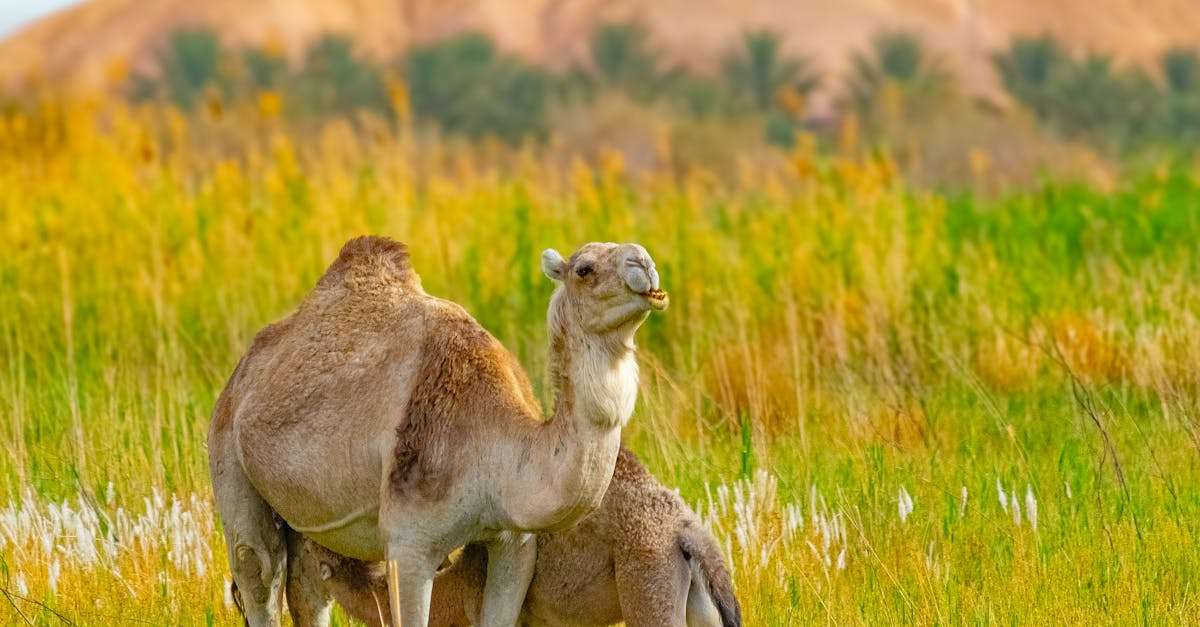 découvrez ghardaïa, une ville emblématique de l'algérie, riche en patrimoine culturel et architectural. plongez dans l'univers fascinant de ses marchés animés, de ses traditions ancestrales et de ses paysages désertiques époustouflants. une expérience inoubliable vous attend dans cette oasis de l'histoire et de la beauté.