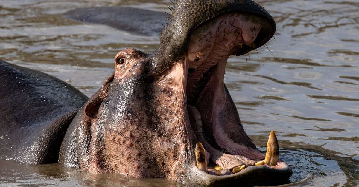 découvrez le monde fascinant des hippopotames, ces impressionnants mammifères aquatiques au caractère unique. apprenez-en plus sur leur habitat, leur comportement et l'importance de leur conservation dans l'écosystème.