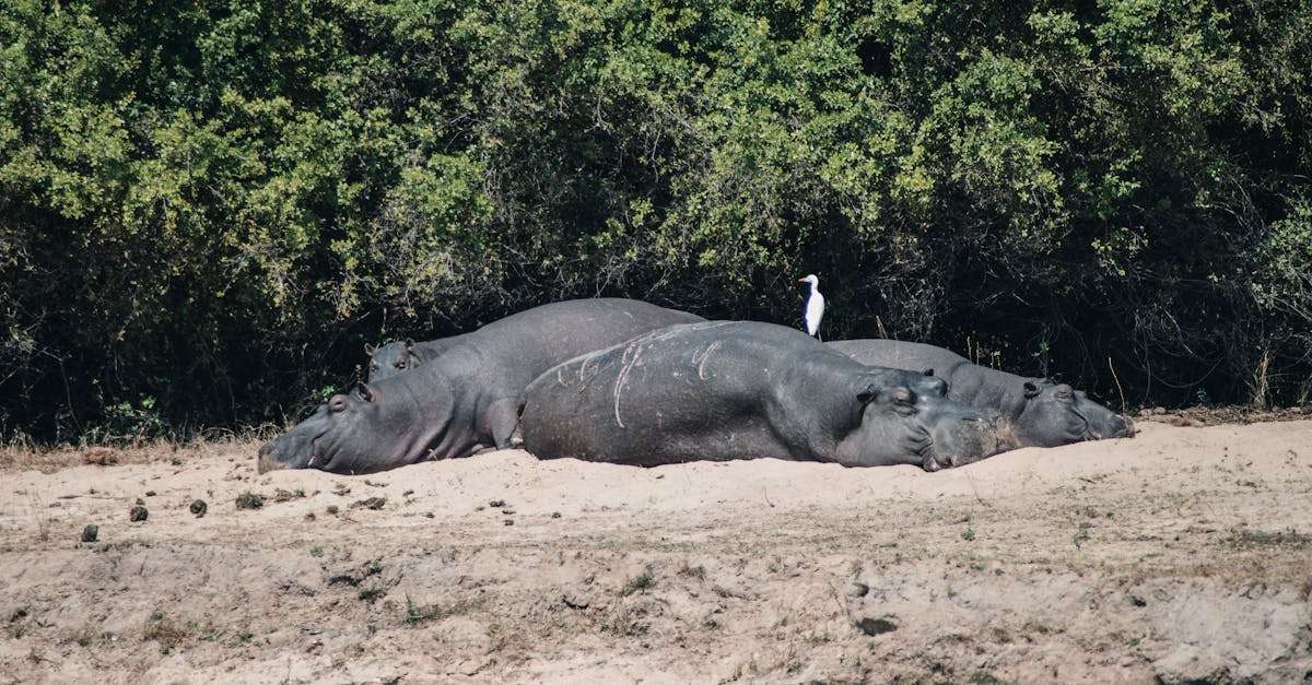 découvrez l'univers fascinant de l'hippopotame, cet animal majestueux et emblématique des rivières africaines. apprenez-en davantage sur son habitat, son comportement, et les menaces que cette espèce unique doit affronter. plongez dans le monde des hippopotames, un mélange de force et de douceur.