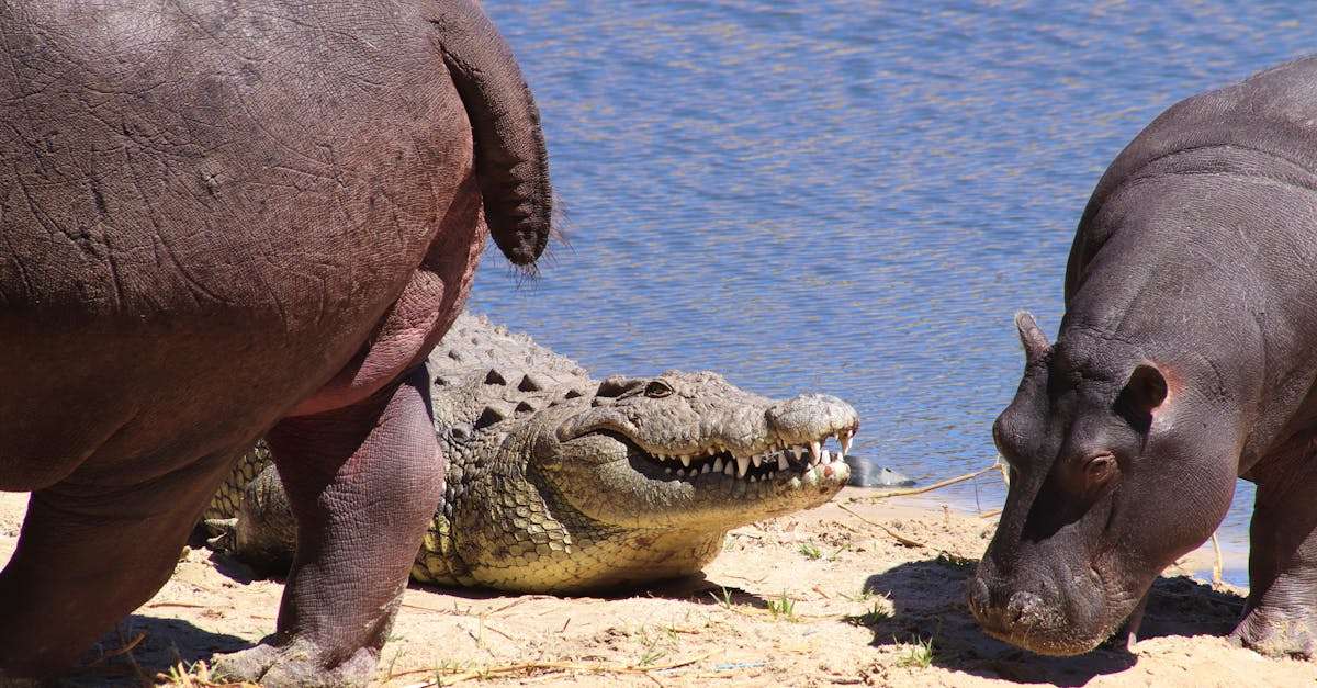 découvrez l'univers fascinant de l'hippopotame, cet animal majestueux et impressionnant. explorez ses caractéristiques, son habitat naturel, son comportement social et son rôle essentiel dans l'écosystème. plongez dans le monde des hippopotames et apprenez pourquoi ils sont souvent considérés comme l'un des plus grands mammifères terrestres.