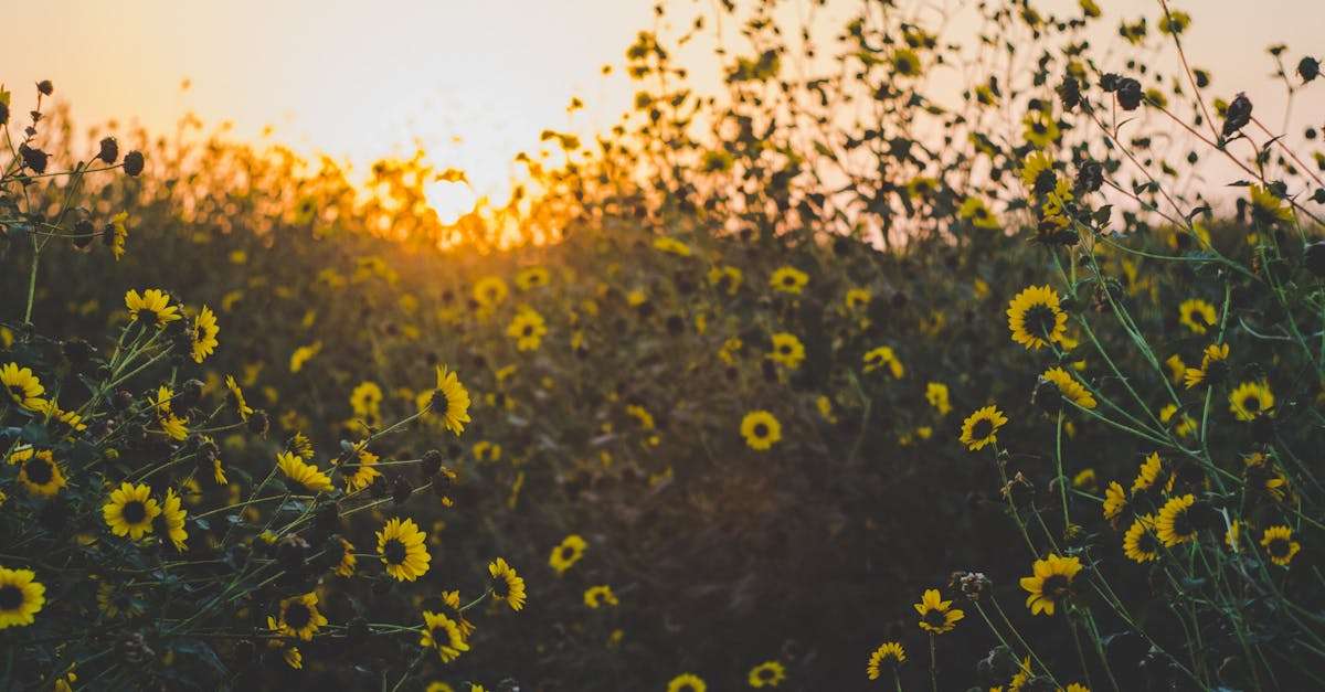 découvrez l'univers ensoleillé de sunny, où chaque jour rayonne de chaleur et de bonheur. plongez dans des activités vibrantes, des paysages éclatants et une ambiance joyeuse qui illuminera votre quotidien.