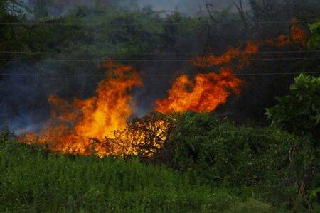 Algérie : 23 incendies éteints en 24 heures, le 16 août 2026 A dramatic image of a forest fire with vibrant flames engulfing thick vegetation.