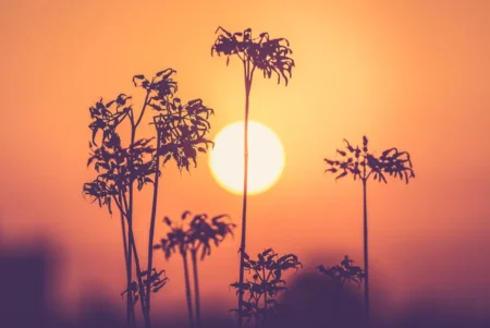 Fouka 1 fonctionne normalement, affirme la filiale de Sonatrach Silhouetted plants stand tall against a vivid Fouka sunset, creating a striking natural scene.