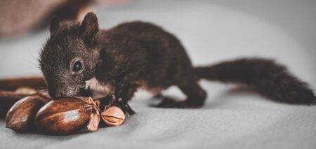 BRICS : un responsable indien mange derrière Vladimir Poutine Adorable young squirrel munching on nuts, showcasing nature's cute wildlife moments.