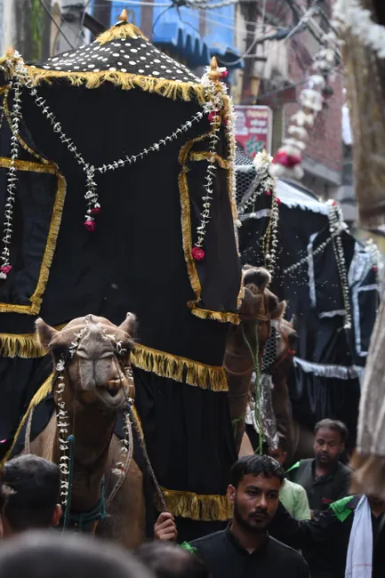 Camel-led Muharram procession in Amroha, India, showcasing cultural heritage.