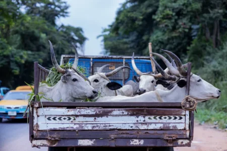 Incendies à Skikda : 90 bovins pour les éleveurs sinistrés Cattle with horns being transported in a rural Nigerian truck along a countryside road.
