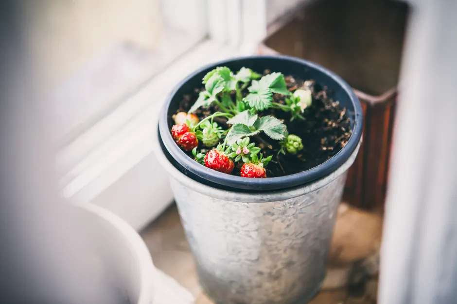 Rappel en Hongrie : la purée Lupilu concernée Fresh strawberries in a decorative pot showcasing indoor gardening and organic produce.